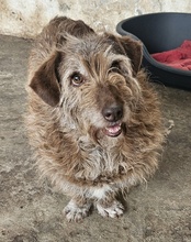 EMIRA, Hund, Mischlingshund in Griechenland - Bild 9