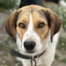 HUDSON, Hund, Mischlingshund in Griechenland