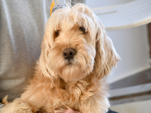 CHESIA, Hund, Mischlingshund in Walldorf - Bild 1