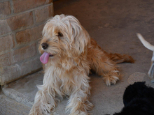 CHESIA, Hund, Mischlingshund in Walldorf - Bild 2
