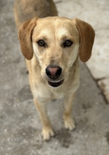 HOMER, Hund, Mischlingshund in Griechenland - Bild 2