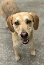 HOMER, Hund, Mischlingshund in Griechenland - Bild 3