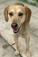HOMER, Hund, Mischlingshund in Griechenland - Bild 4