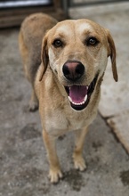 HOMER, Hund, Mischlingshund in Griechenland - Bild 6