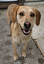 HOMER, Hund, Mischlingshund in Griechenland - Bild 7