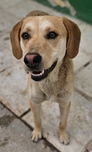 HOMER, Hund, Mischlingshund in Griechenland - Bild 8