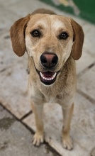 HOMER, Hund, Mischlingshund in Griechenland - Bild 9