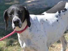 FRIZZ, Hund, Mischlingshund in Beerfelden - Bild 3