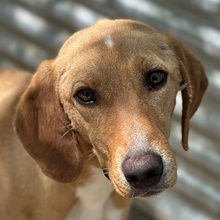 GITANO, Hund, Mischlingshund in Griechenland