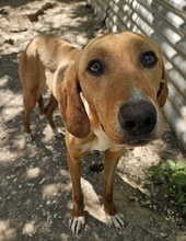 GITANO, Hund, Mischlingshund in Griechenland - Bild 10