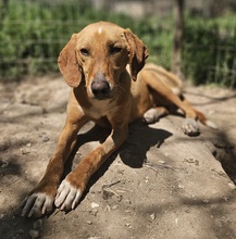 GITANO, Hund, Mischlingshund in Griechenland - Bild 11