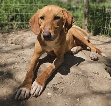 GITANO, Hund, Mischlingshund in Griechenland - Bild 12