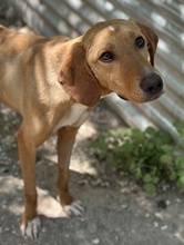 GITANO, Hund, Mischlingshund in Griechenland - Bild 2