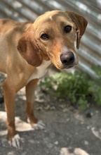 GITANO, Hund, Mischlingshund in Griechenland - Bild 3