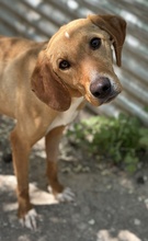 GITANO, Hund, Mischlingshund in Griechenland - Bild 4