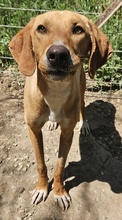 GITANO, Hund, Mischlingshund in Griechenland - Bild 5