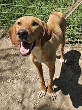 GITANO, Hund, Mischlingshund in Griechenland - Bild 6