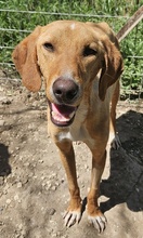 GITANO, Hund, Mischlingshund in Griechenland - Bild 7