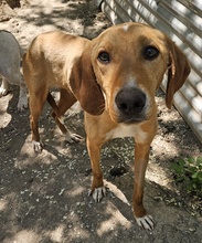 GITANO, Hund, Mischlingshund in Griechenland - Bild 8
