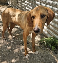 GITANO, Hund, Mischlingshund in Griechenland - Bild 9
