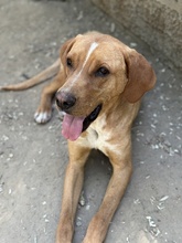 OLLI, Hund, Mischlingshund in Griechenland - Bild 10