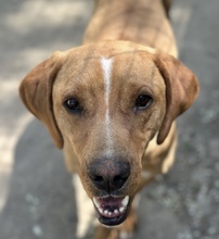 OLLI, Hund, Mischlingshund in Griechenland - Bild 2