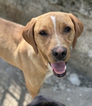 OLLI, Hund, Mischlingshund in Griechenland - Bild 3