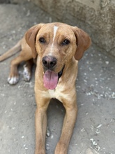 OLLI, Hund, Mischlingshund in Griechenland - Bild 4