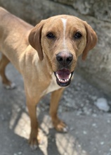OLLI, Hund, Mischlingshund in Griechenland - Bild 5