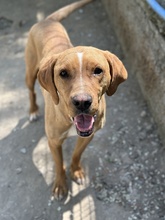 OLLI, Hund, Mischlingshund in Griechenland - Bild 7