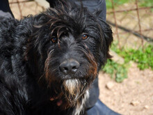 BEL-BELL, Hund, Mischlingshund in Sippersfeld - Bild 2
