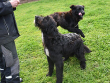 BEL-BELL, Hund, Mischlingshund in Sippersfeld - Bild 3