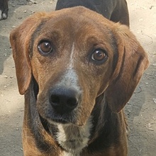 GAVIN, Hund, Mischlingshund in Griechenland