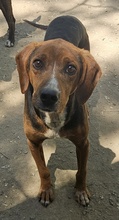 GAVIN, Hund, Mischlingshund in Griechenland - Bild 2