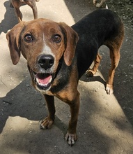 GAVIN, Hund, Mischlingshund in Griechenland - Bild 3