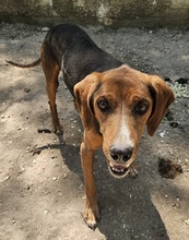 GAVIN, Hund, Mischlingshund in Griechenland - Bild 4