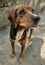 GAVIN, Hund, Mischlingshund in Griechenland - Bild 5