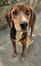 GAVIN, Hund, Mischlingshund in Griechenland - Bild 6
