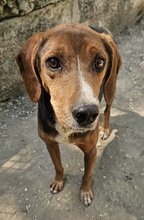 GAVIN, Hund, Mischlingshund in Griechenland - Bild 7