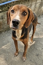 GAVIN, Hund, Mischlingshund in Griechenland - Bild 8