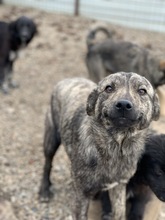 TASSULI, Hund, Mischlingshund in Rumänien - Bild 1