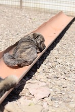 TASSULI, Hund, Mischlingshund in Rumänien - Bild 10