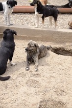 TASSULI, Hund, Mischlingshund in Rumänien - Bild 11
