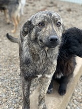 TASSULI, Hund, Mischlingshund in Rumänien - Bild 2