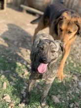 TASSULI, Hund, Mischlingshund in Rumänien - Bild 3