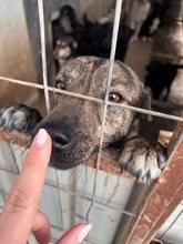 TASSULI, Hund, Mischlingshund in Rumänien - Bild 4