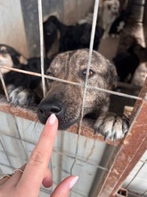 TASSULI, Hund, Mischlingshund in Rumänien - Bild 5