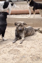 TASSULI, Hund, Mischlingshund in Rumänien - Bild 7