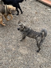 TASSULI, Hund, Mischlingshund in Rumänien - Bild 8