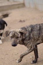TASSULI, Hund, Mischlingshund in Rumänien - Bild 9